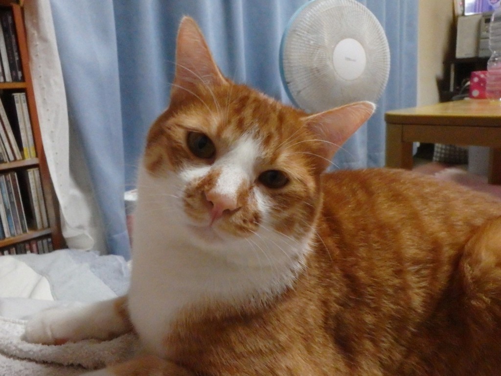 f:id:yasukazu01:20180722211344j:plain