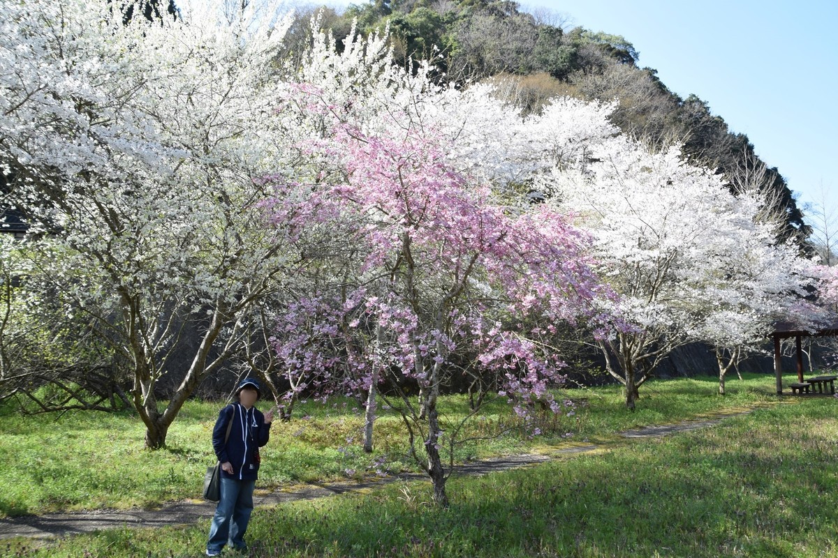 f:id:yasukazu01:20190416145530j:plain