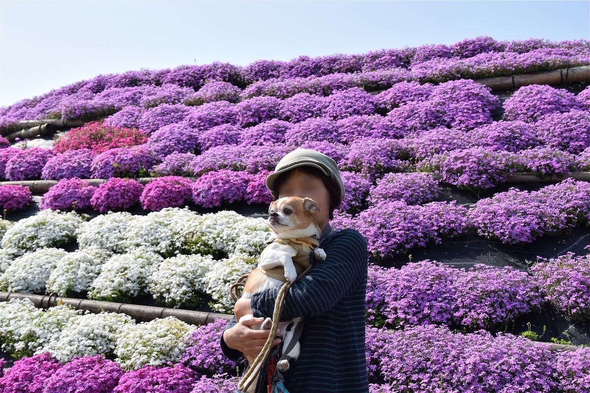 f:id:yasukazu01:20200421210548j:plain