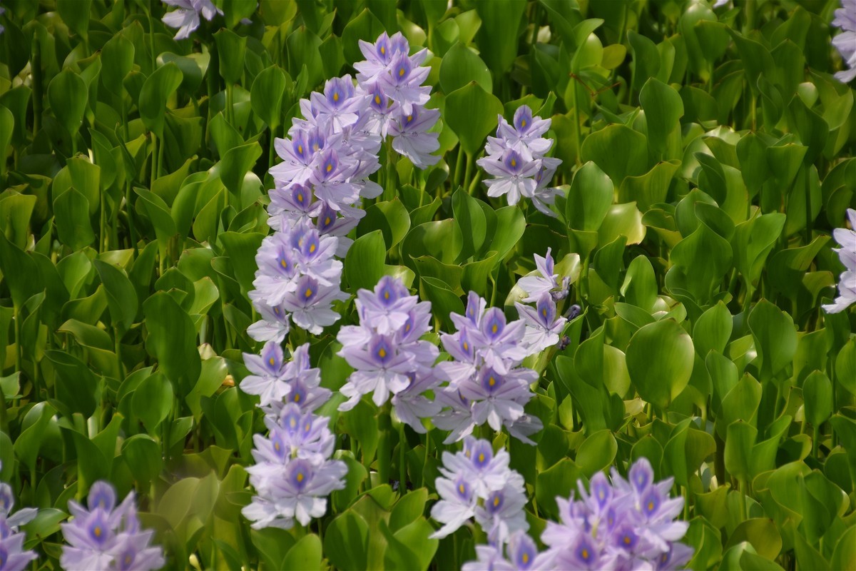 f:id:yasukazu01:20200822115657j:plain f:id:yasukazu01:20200822115657j:plain