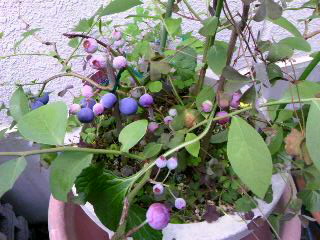 f:id:yasukiyo-t:20140904130043j:image