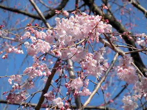 f:id:yasukochan:20150328112103j:image:w360
