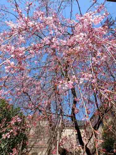 f:id:yasukochan:20150328112149j:image:w360