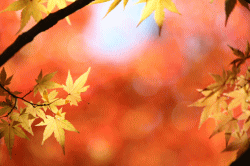 f:id:yasumarucyan:20161002123641g:plain f:id:yasumarucyan:20161002123641g:plain