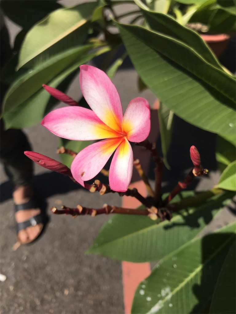 f:id:yasumarutaiwan:20191016101435j:image