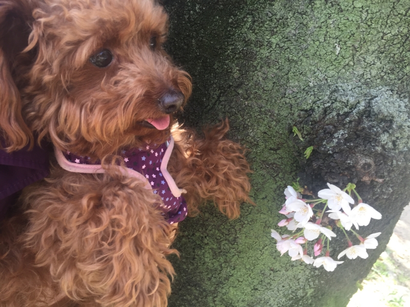 f:id:yasumi-08:20150329101934j:plain