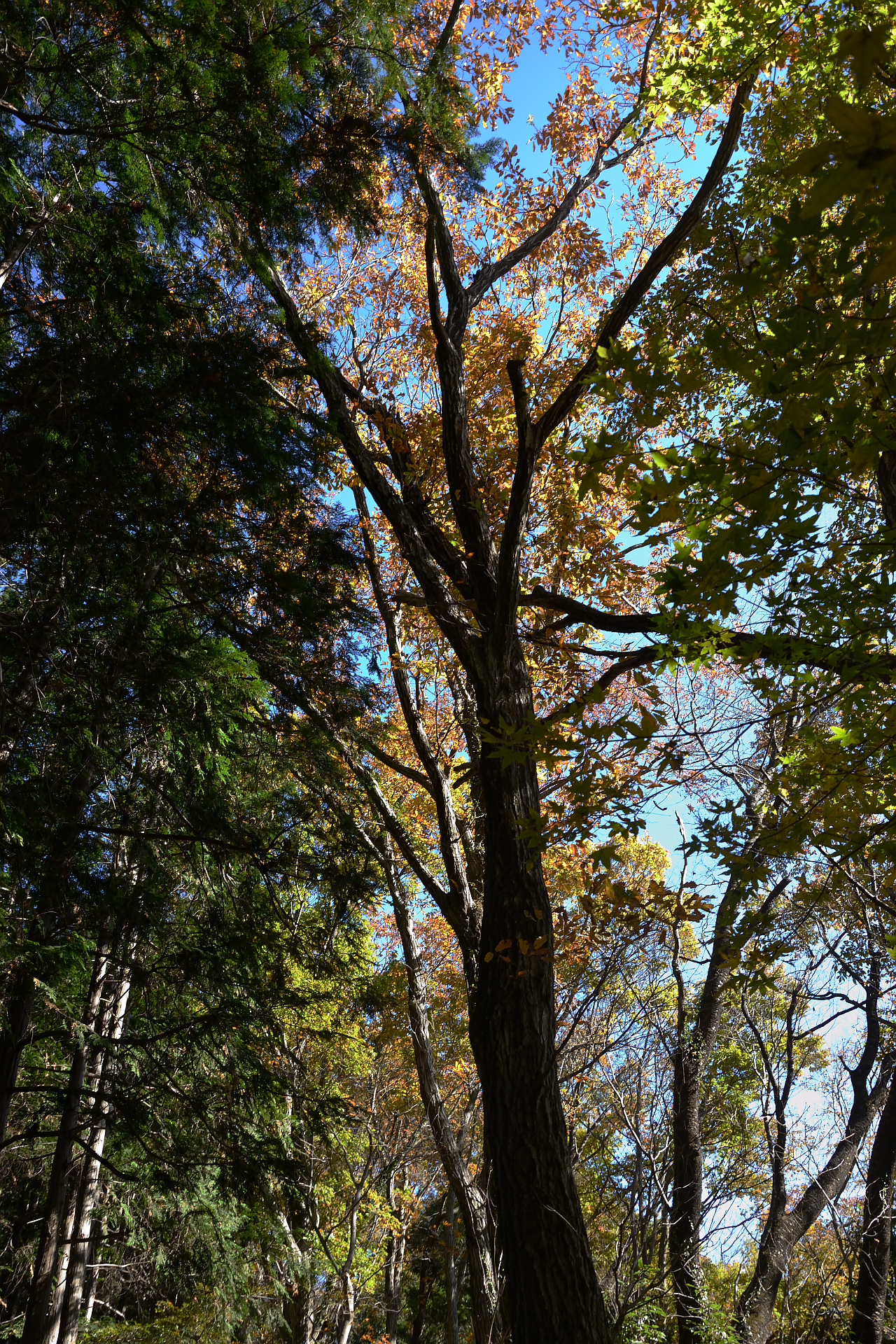 f:id:yasuo_ssi:20211128222637p:plain