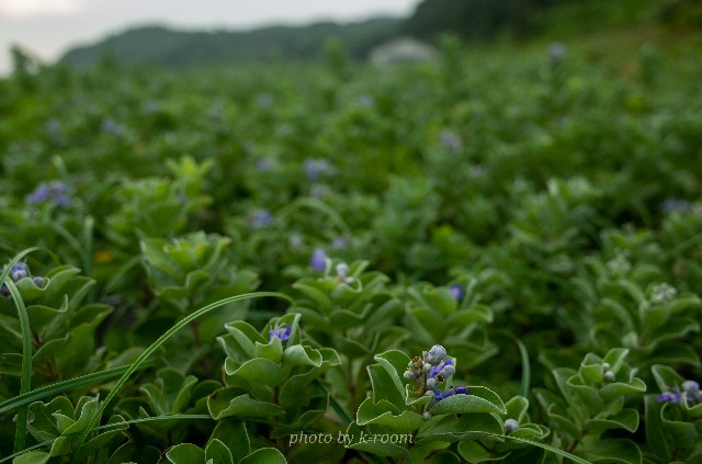 f:id:yasutaka_k:20201005174458j:image f:id:yasutaka_k:20201005174458j:image