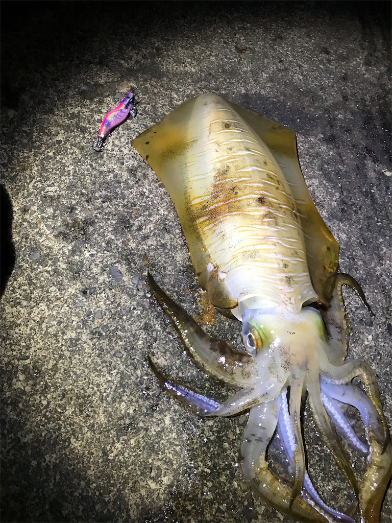 f:id:yasutsuchi2:20180531031208j:image