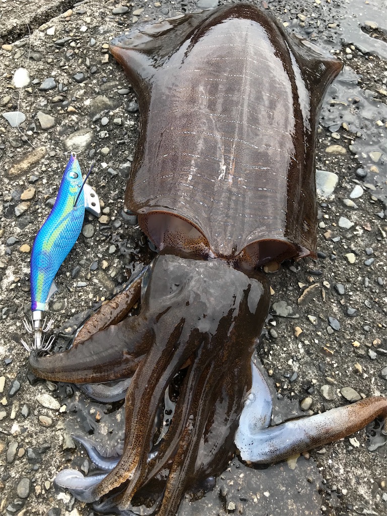 f:id:yasutsuchi2:20180807221937j:image