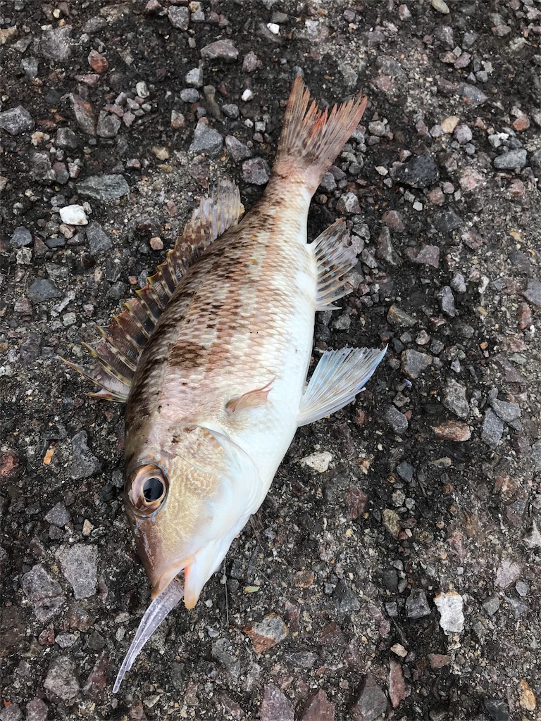 f:id:yasutsuchi2:20180924134548j:image f:id:yasutsuchi2:20180924134548j:image