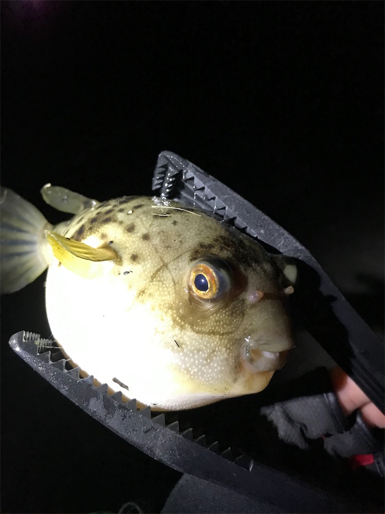 11 14尾鷲ナイトアジング 熊野 尾鷲で釣りする