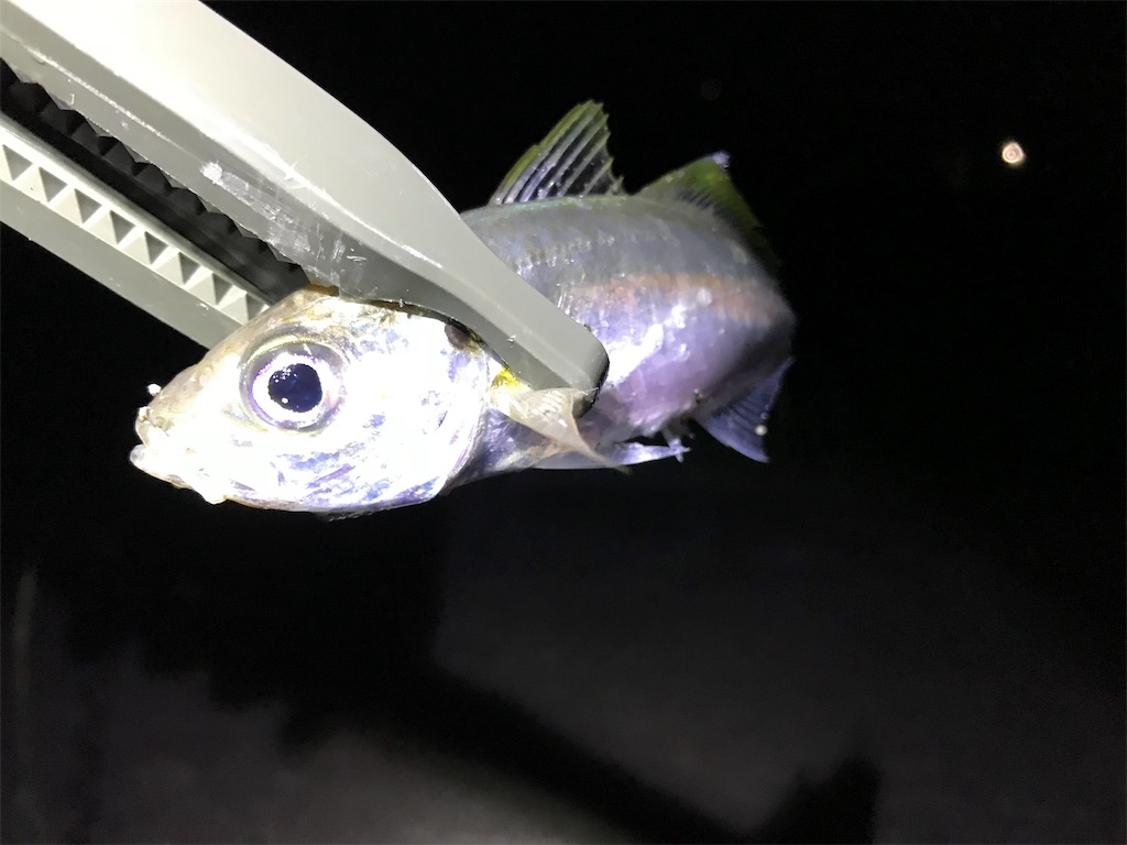 f:id:yasutsuchi2:20181116215202j:image