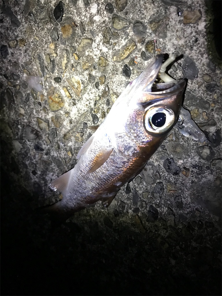 f:id:yasutsuchi2:20190213214953j:image
