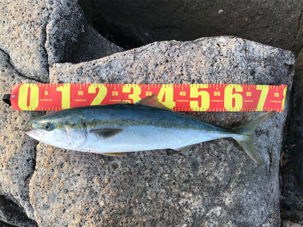 f:id:yasutsuchi2:20190221003538j:image