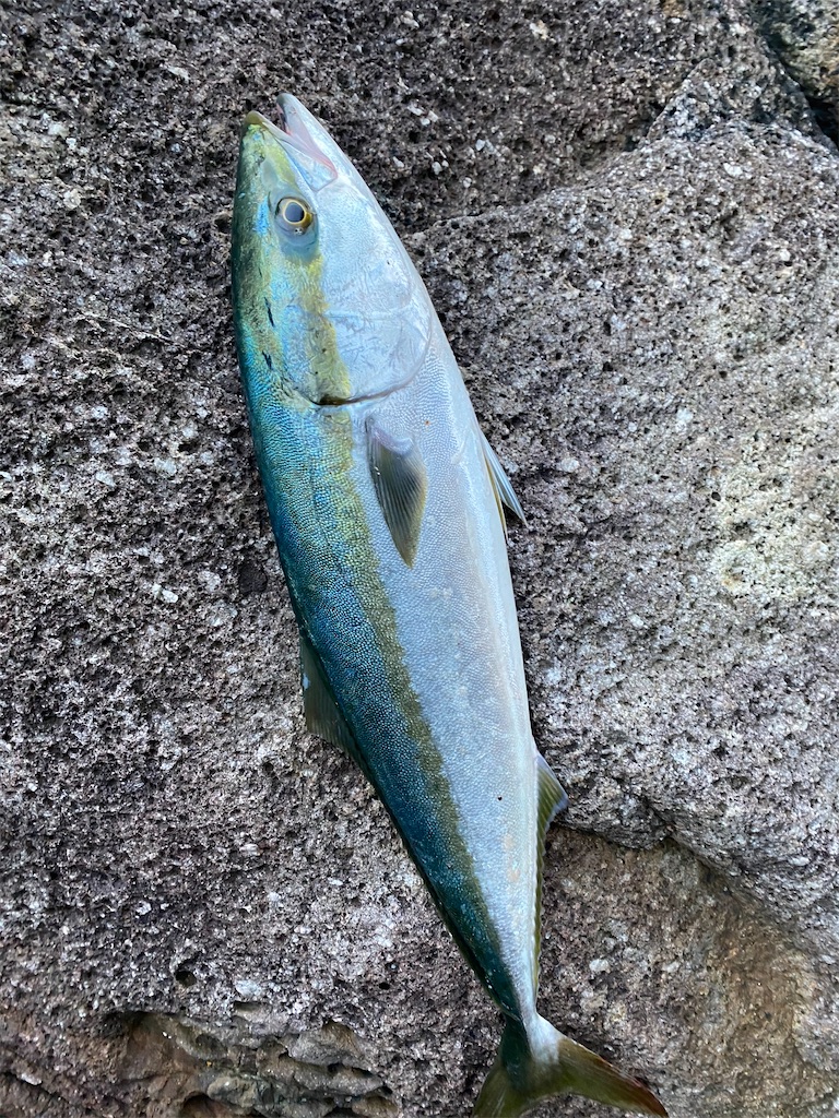 f:id:yasutsuchi2:20191213132808j:image