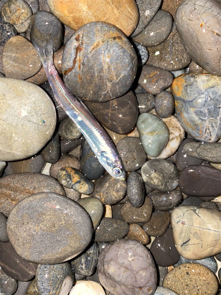 f:id:yasutsuchi2:20191216191336j:image f:id:yasutsuchi2:20191216191336j:image