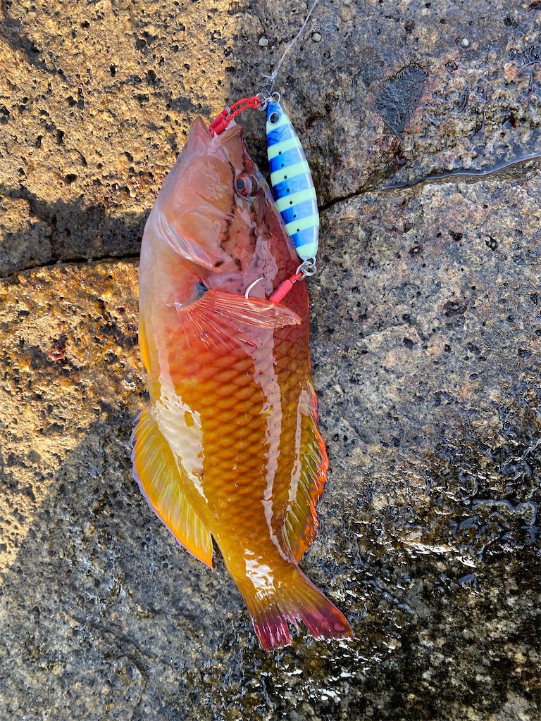 f:id:yasutsuchi2:20191221154200j:image f:id:yasutsuchi2:20191221154200j:image