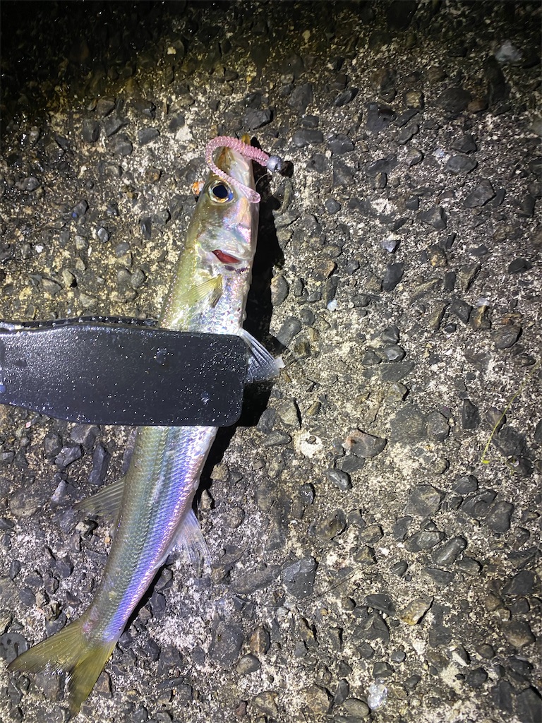 f:id:yasutsuchi2:20200117234406j:image