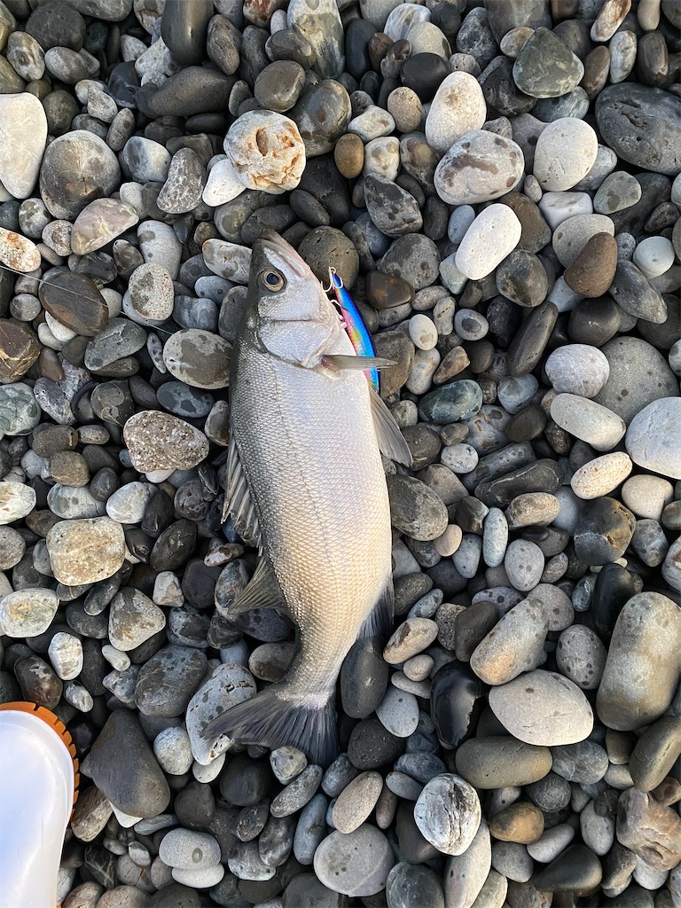 f:id:yasutsuchi2:20200222120028j:image