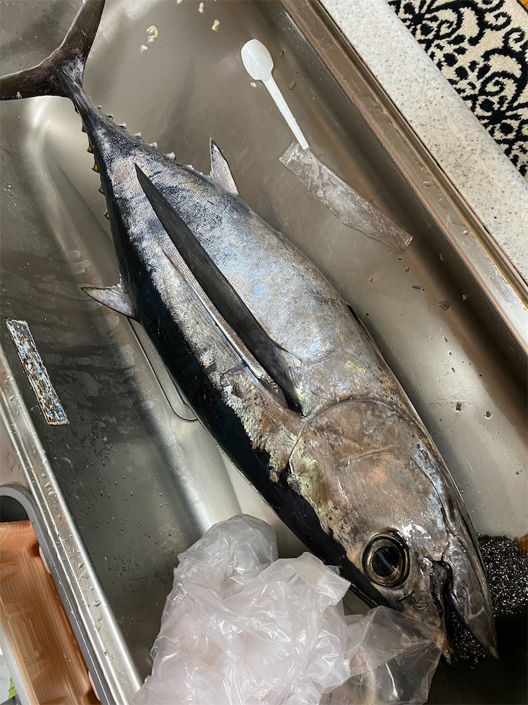 4 12熊野地磯早朝ショアジギング 熊野 尾鷲で釣りする