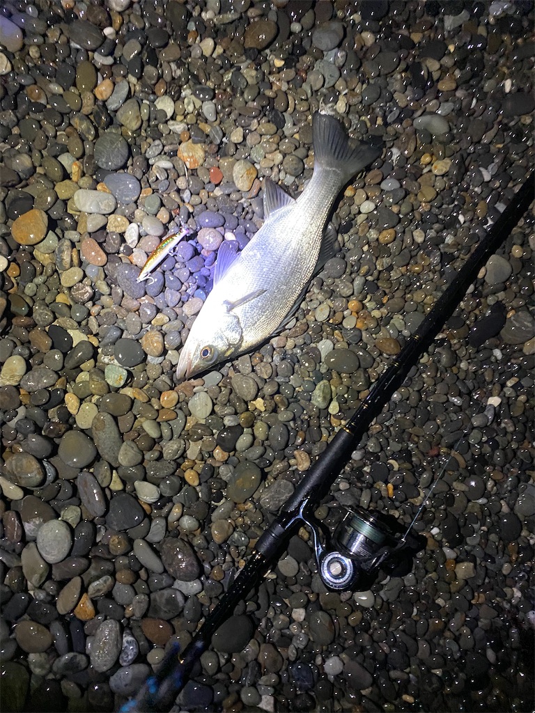 緑川河口で釣れたチヌの釣り・釣果情報 - アングラーズ | 釣果