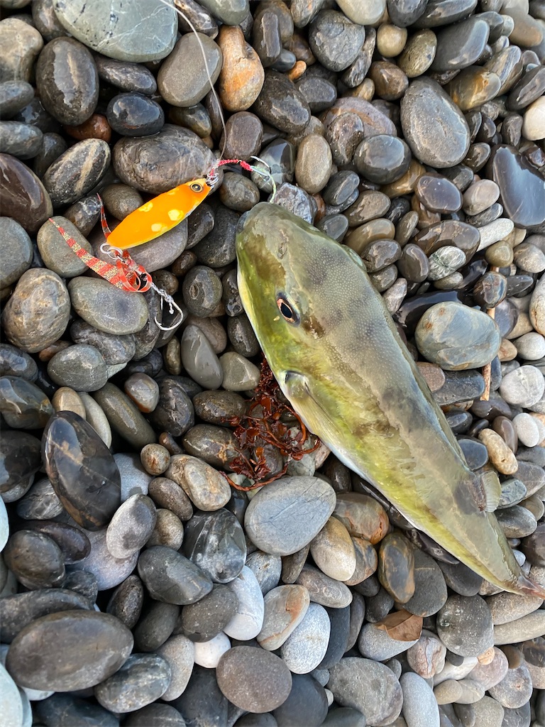 f:id:yasutsuchi2:20200902122435j:image