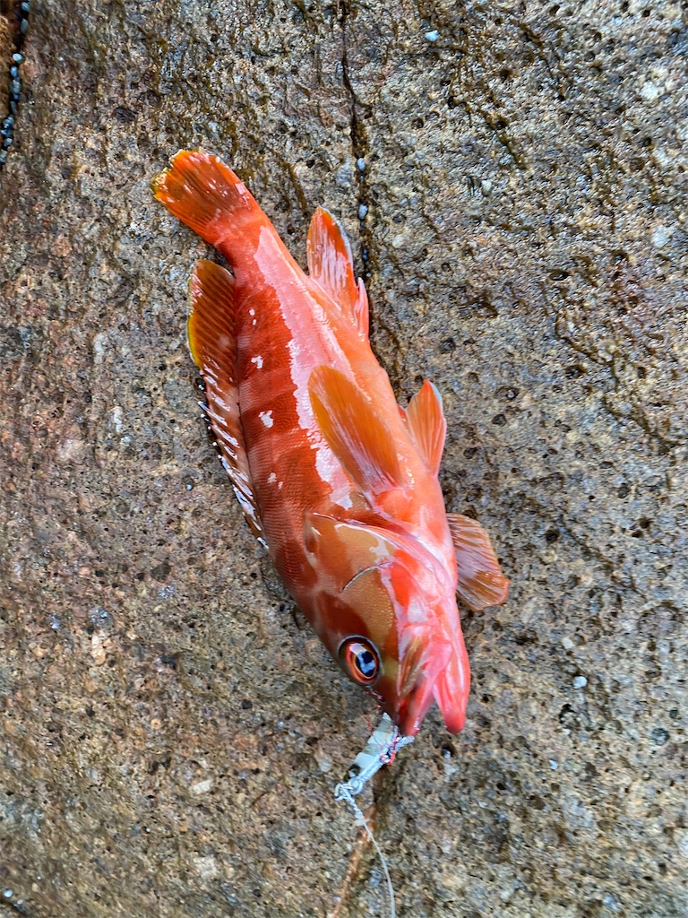 f:id:yasutsuchi2:20200913154235j:image f:id:yasutsuchi2:20200913154235j:image