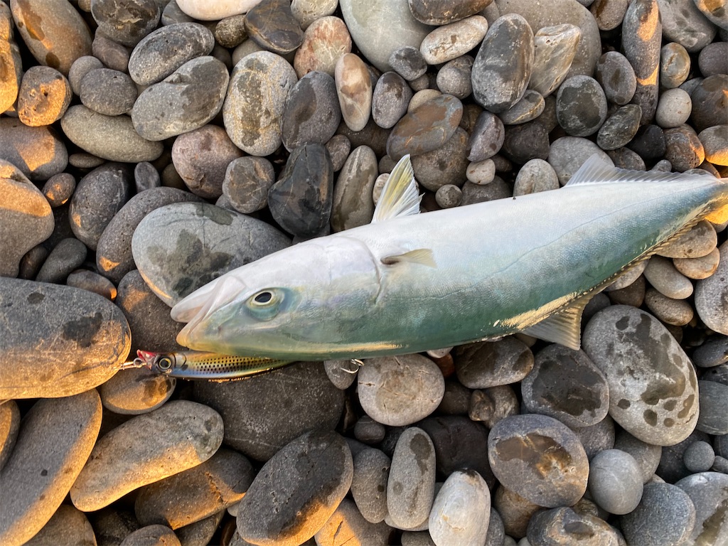 f:id:yasutsuchi2:20201206161101j:image f:id:yasutsuchi2:20201206161101j:image