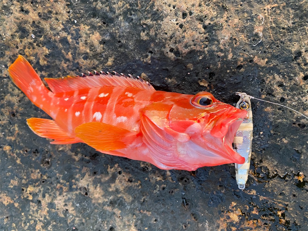 f:id:yasutsuchi2:20201220211553j:image f:id:yasutsuchi2:20201220211553j:image