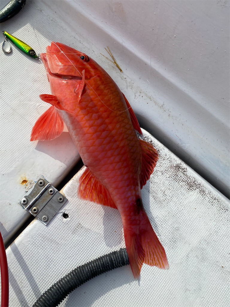 f:id:yasutsuchi2:20201230221035j:image f:id:yasutsuchi2:20201230221035j:image