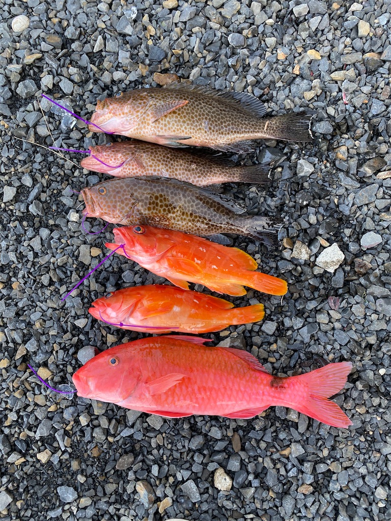 f:id:yasutsuchi2:20201230224017j:image f:id:yasutsuchi2:20201230224017j:image