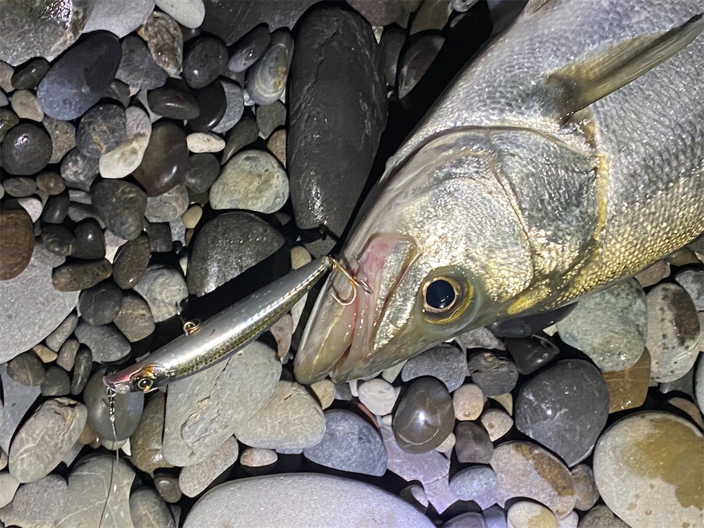 f:id:yasutsuchi2:20210115190309j:image f:id:yasutsuchi2:20210115190309j:image