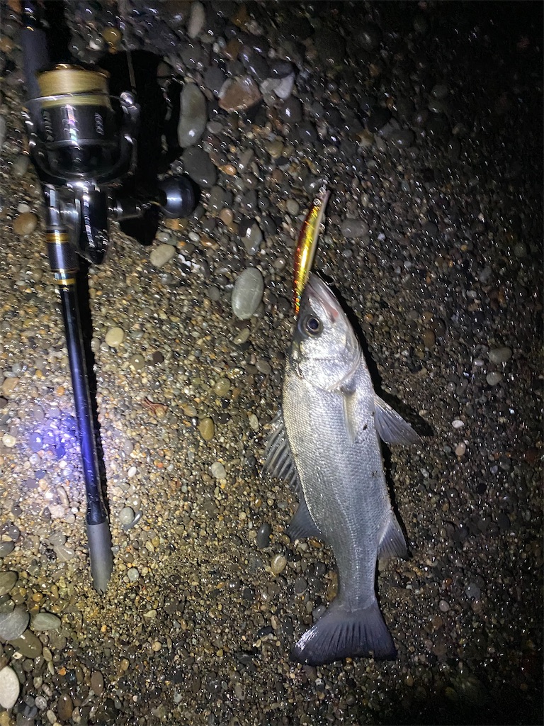 f:id:yasutsuchi2:20210125184515j:image