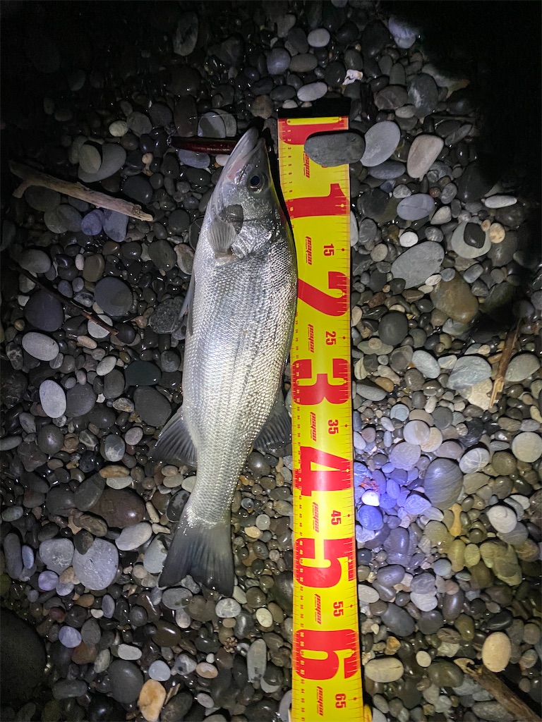 f:id:yasutsuchi2:20210125184547j:image