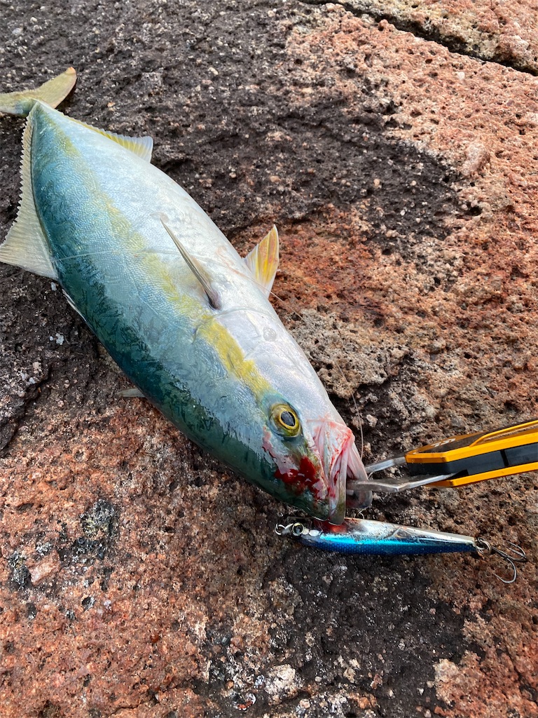 f:id:yasutsuchi2:20210126224923j:image