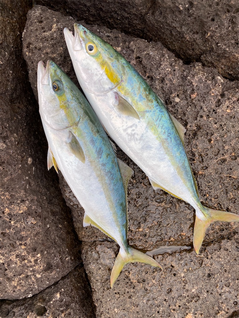 f:id:yasutsuchi2:20210126230042j:image