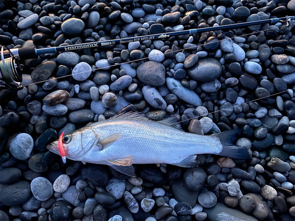 21 3 23七里御浜早朝ショアジギング 熊野 尾鷲で釣りする