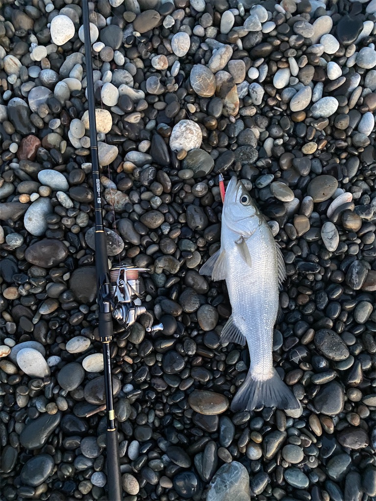 f:id:yasutsuchi2:20210409211753j:image