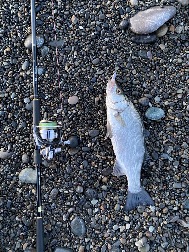 21 5 2七里御浜早朝ショアジギング 熊野 尾鷲で釣りする
