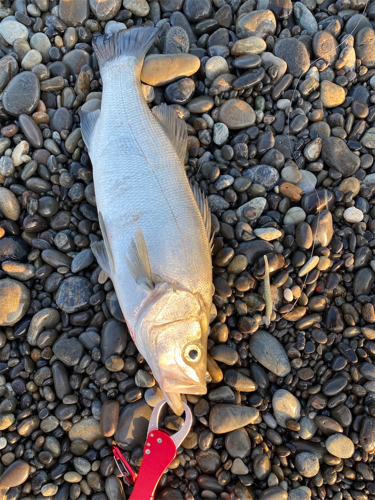 21 5 2七里御浜早朝ショアジギング 熊野 尾鷲で釣りする