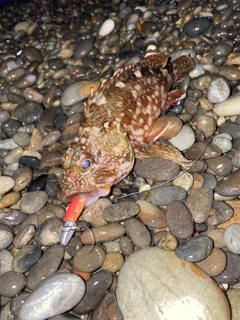 f:id:yasutsuchi2:20210506165631j:image