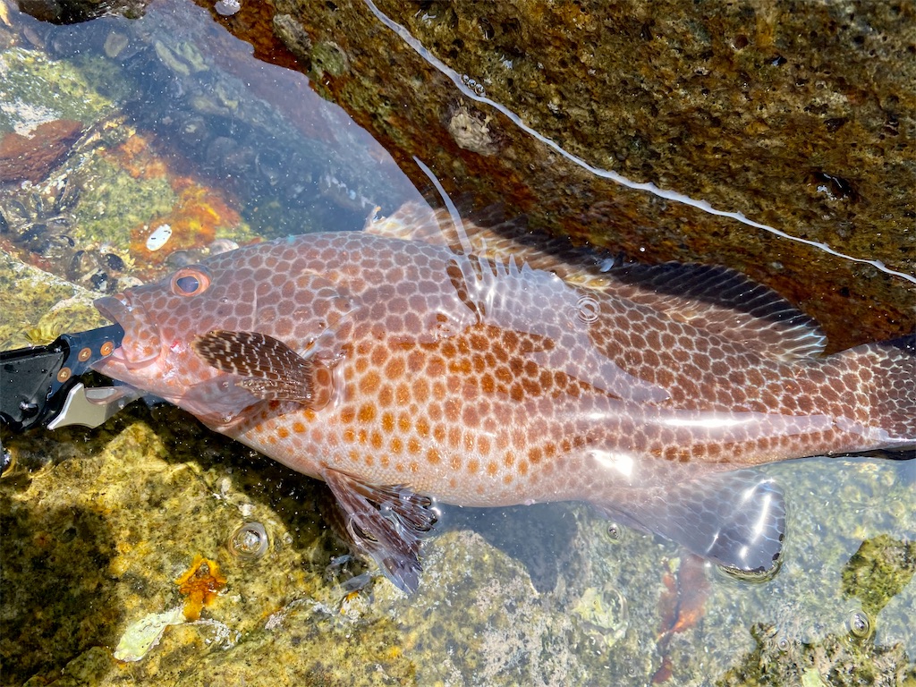 f:id:yasutsuchi2:20210716145401j:image f:id:yasutsuchi2:20210716145401j:image