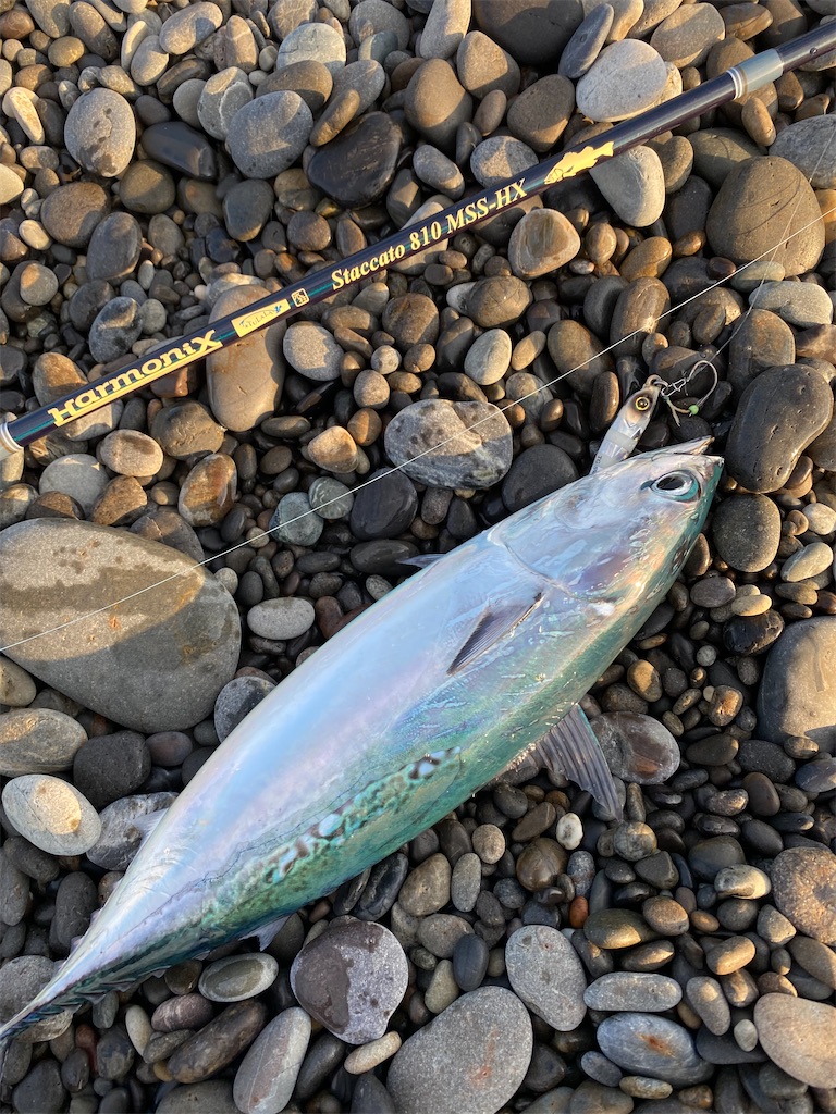 f:id:yasutsuchi2:20210728173608j:image