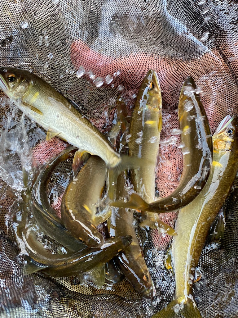 f:id:yasutsuchi2:20210802173551j:image