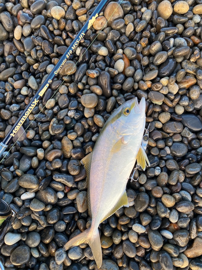 f:id:yasutsuchi2:20210804164720j:image f:id:yasutsuchi2:20210804164720j:image