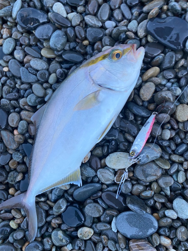 f:id:yasutsuchi2:20210922163831j:image f:id:yasutsuchi2:20210922163831j:image