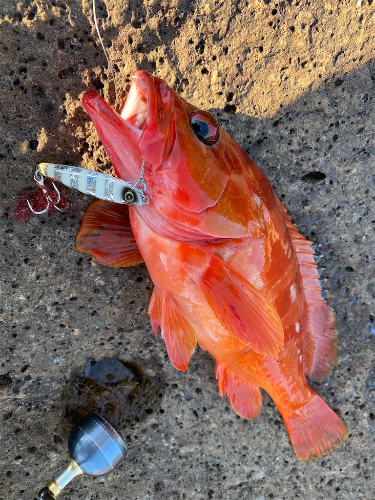 f:id:yasutsuchi2:20210923194440j:image f:id:yasutsuchi2:20210923194440j:image