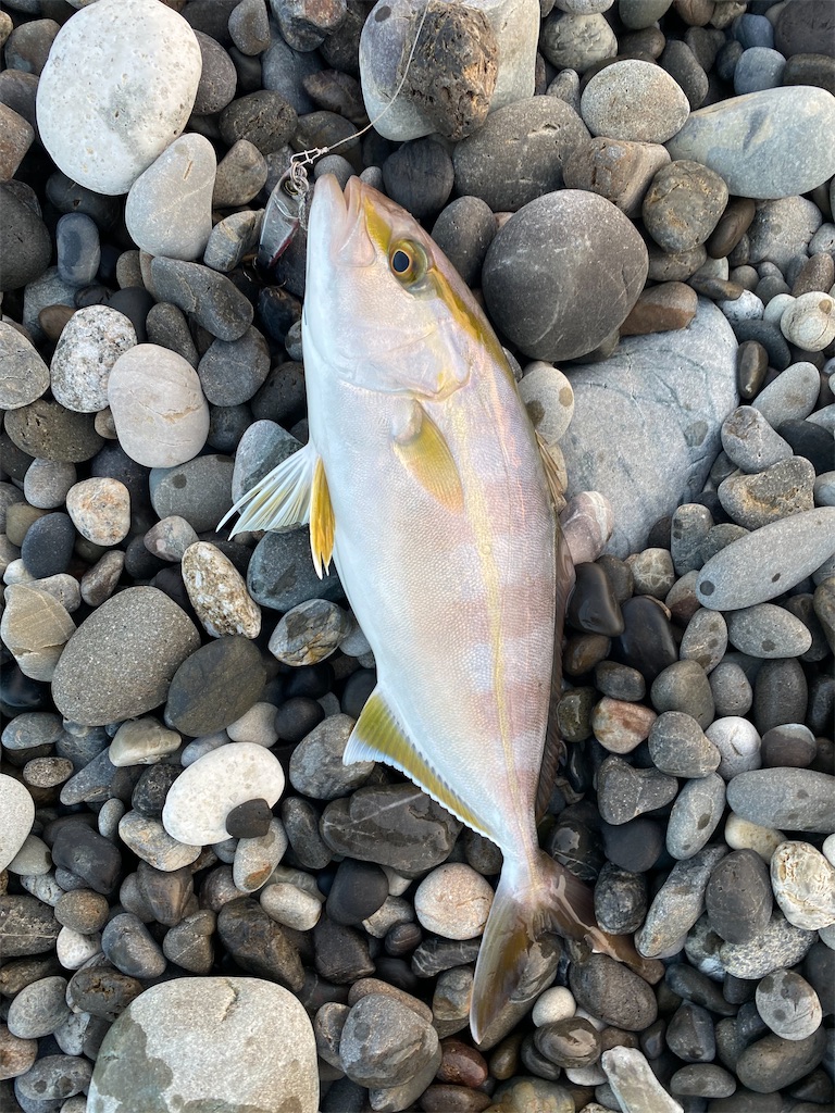 f:id:yasutsuchi2:20210924191734j:image