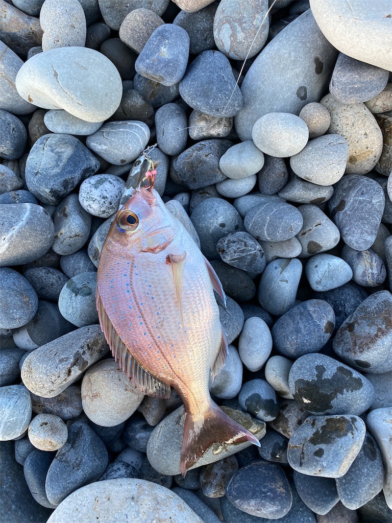 f:id:yasutsuchi2:20210925203835j:image